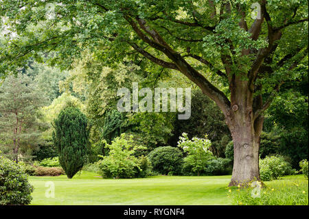 Trees by lawn Stock Photo