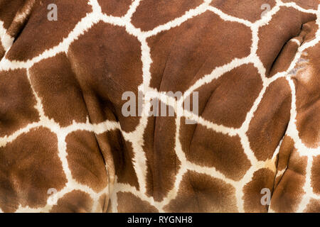 Closeup of the spots on the hide of a giraffe forms an abstract pattern Stock Photo