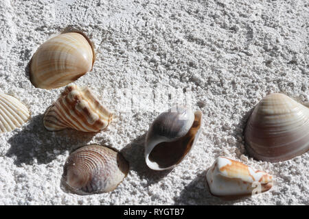 Shell Frame. Seashells on a Background of White Sand Stock Photo