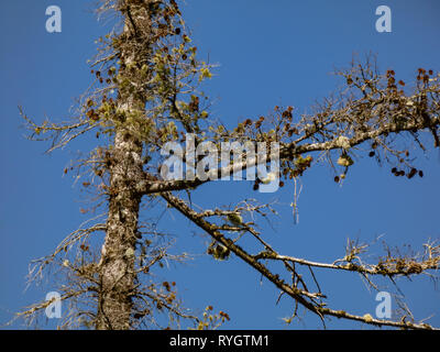 small pine cones and moss grow on old tree trunk Stock Photo