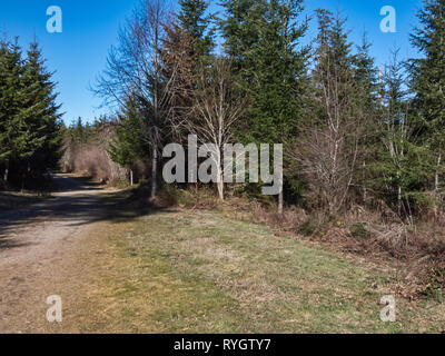 green grass and forest along dirt path with shadows on sunny winter day Stock Photo