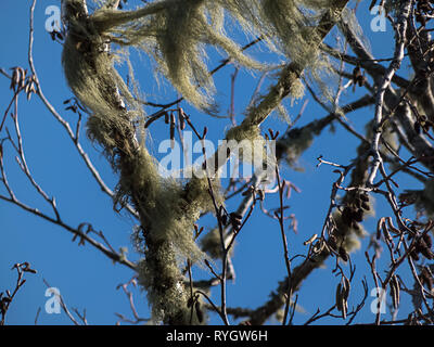 green fine moss blows on branches of tree in early spring against blue skys Stock Photo