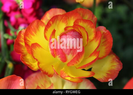 Ranunculus asiaticus, beautiful flower growing in the garden. Stock Photo