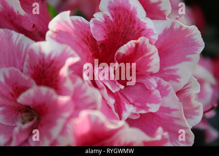 Pretty pink and white petunias growing beautifully in the sun. Stock Photo