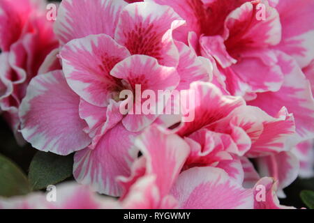 Pretty pink and white petunias growing beautifully in the sun. Stock Photo