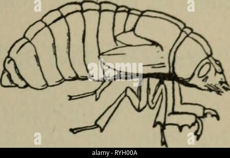 Elementary lessons in zoölogy : a guide in studying animal life and structure in field and laboratory  elementarylesso00need Year: 1896  THE BACK-SWIMMER. 61 Get an exuvia of a cicada, and study it carefully. Do not fail to note how completely the hard, external skeleton, together with its internal pro- jections, is shed. Compare it with the adult in form and rela- tive development of locomotive organs. Nymph of Harvest Fly Stock Photo