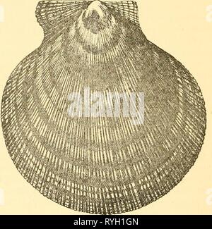 Economic mollusca of Acadia  economicmollusca00gano Year: 1889  68 THE ECONOMIC MOLLUSCA OF ACADIA. 12. Pecteii Islaiidicus (Miiller) Chemnitz. Scallop, Iceland Scallop. [Pecten, a comb; Islandicus, Icelandic] DiSTRiBUTiox. (a) General;—Low-water mark to one hundred fathoms. Cape Cod (very rare to the south of it) to the Arctic Ocean and around the North Atlantic to Northern Europe and Great Britain. {!)) Jn Acadia;—(in N. B.) Grand Manan, twenty-five to forty fathoms, shelly bottoms, Slimjjson. Common in Bay    Fig. 10.—reden Islandicus, Natural Size. of Fundy, low-water mark to one hundred f Stock Photo