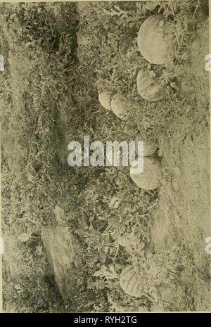 Dry-farming: its principles and practice  dryfarmingitspri00macd Year: 1909 Stock Photo