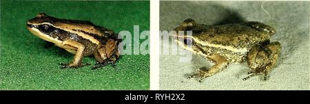 Ecuadorian frogs of the genus Stock Photo