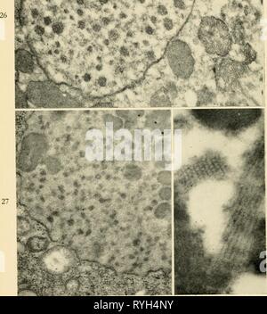 Electron-microscopic structure of protozoa  electronmicrosco00pite Year: 1963  9 ft ^ i*&gt; v$    28 Stock Photo