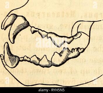 Whale anatomy, illustration Stock Photo - Alamy