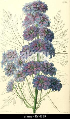 Edwards' botanical register, or, Ornamental flower-garden and shrubbery ..  edwardsbotanical23edwa Year: 1829 Stock Photo