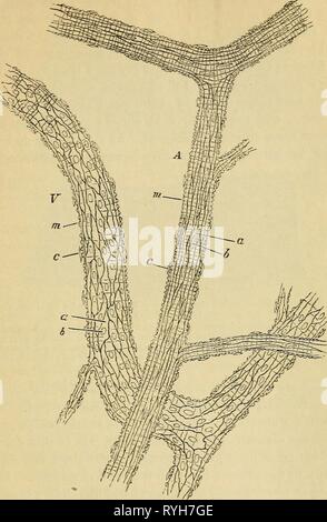 Elementary physiology  elementaryphysio00moor Year: 1899  TJie Circulatory System. 97 and unite at their ends to form arterioles and venules, the arterioles being next the arteries, and the venules next the    Fig s6.-A small artery, A, and vein, J', from the subcutaneous connective tissue of the rat. treated with nitrate of silver. (,175 diameters.; ^ n endothelial cells with b, b, their nuclei ; m, m, transverse markings due to staining ' orsubstance'between the muscular fibre cells; c, c, nuclei of connective-tissue corpuscles attached to exterior of vessel. veins. In these small arteries a Stock Photo