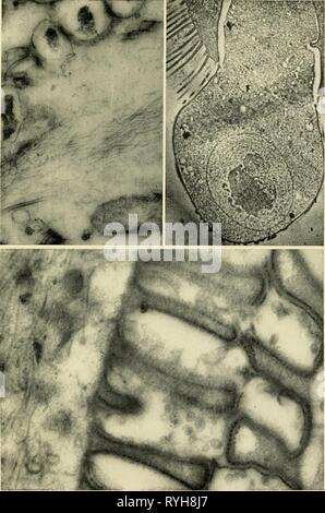 Electron-microscopic structure of protozoa  electronmicrosco00pite Year: 1963  Plate IX 30    31 32 Stock Photo