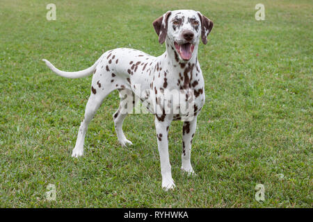 Cute dalmatian puppy is standing in a green grass. Pet animals. Purebred dog.