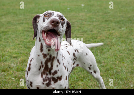 Cute dalmatian puppy is standing in a green grass. Close up. Pet animals. Purebred dog.