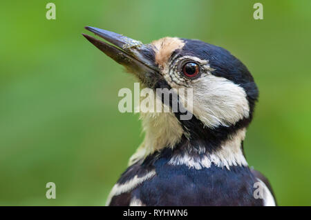 Great spotted woodpecker female portrait from close distance Stock Photo