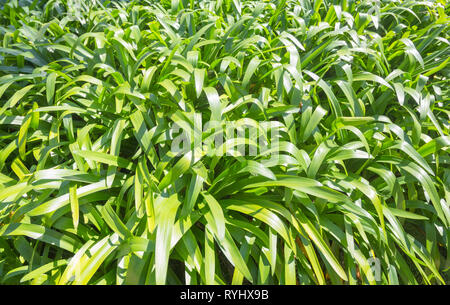 Closeup nature view of green leaf in garden. Natural background