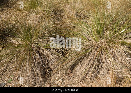 Carex testacea (orange New Zealand sedge), an ornamental grass Stock Photo