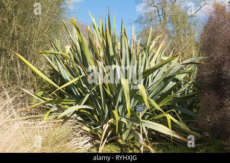 Harakeke, Phormium tenax, or New Zealand flax, an evergreen perennial plant used in the manufacture of mats, baskets, clothing Stock Photo
