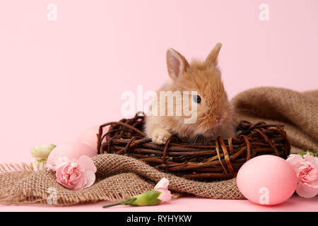 Cute ginger bunny rabbit with spring flowers and Easter eggs on pink background Stock Photo
