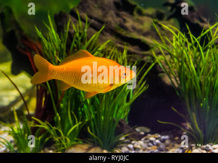 gold colored fish swimming in the water, popular aquarium pet, ornamental fish Stock Photo