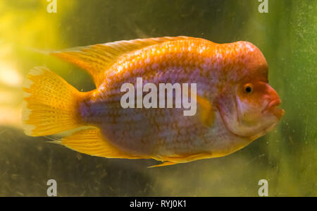 closeup portrait of a midas cichlid, a popular tropical fish from the San Jaun river in Costa Rica Stock Photo
