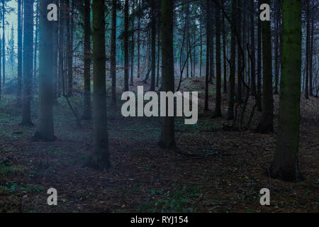 Misty blue forest in Transylvania mountains Stock Photo
