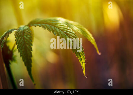 Growing organic hemp on plantation, conceptual image Stock Photo