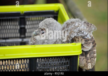 Waldkauz,Tawny Owl,Stric Aluco in Burg Regenstein, Blankenburg-Harz Stock Photo