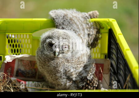 Waldkauz,Tawny Owl,Stric Aluco in Burg Regenstein, Blankenburg-Harz Stock Photo