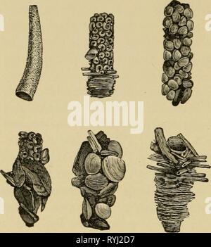 Elementary entomology (1912) Stock Photo