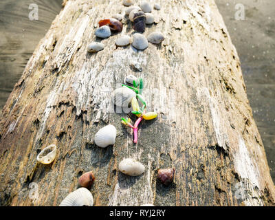 colorfull sea plant placed over an old trunk on the beach surrended by sea shells near Cartagena Colombia Stock Photo