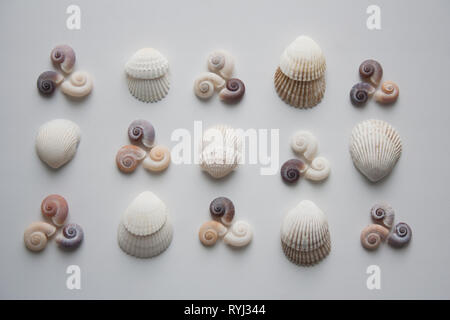 Spiral and scallop seashells pattern isolated on white background from a high angle view Stock Photo