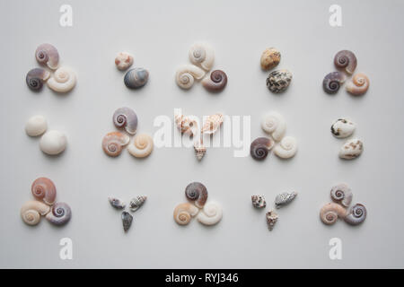 Various small seashells pattern isolated on white background from a high angle view Stock Photo