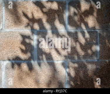 Close-up of cinder block wall with leaf shadows on surface. Stock Photo