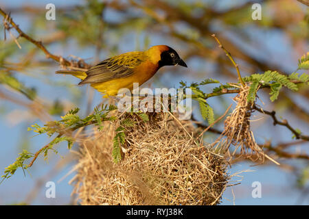 Male Northern Masked Weaver Bird, Kenya Africa Stock Photo