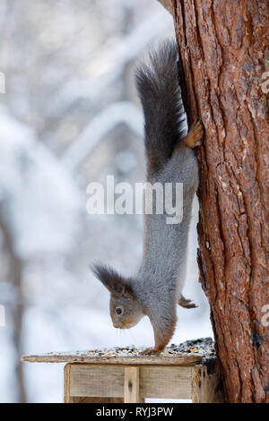 Gray squirrel hanging on tree at winter scene, snowy park or forest Stock Photo
