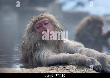 A Japanese Macaque (Snow Monkey) relaxes in a hot spring Stock Photo