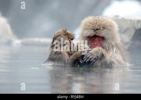 A juvenile and adult Japanese Macaque bathe in a hot spring Stock Photo