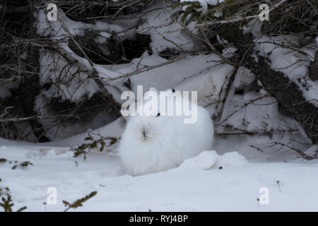 Resting arctic hare in Churchill Canada Stock Photo