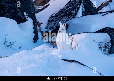 Arctic Hare watching from among the rocks Stock Photo