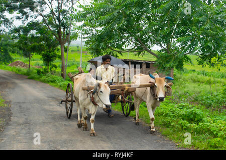 AMRAVATI, MAHARASHTRA, INDIA, August 2018, Farmer rides bullock cart on road at Ghuti Village, Dharni Taluka Stock Photo