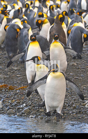 King penguins (Aptenodytes patagonicus), group on South Georgia Island, Antarctic Stock Photo
