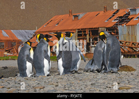 King penguins (Aptenodytes patagonicus), group at remainings of the abandoned Norwegian whaling station at Stromness Harbor, Stromness Bay Stock Photo
