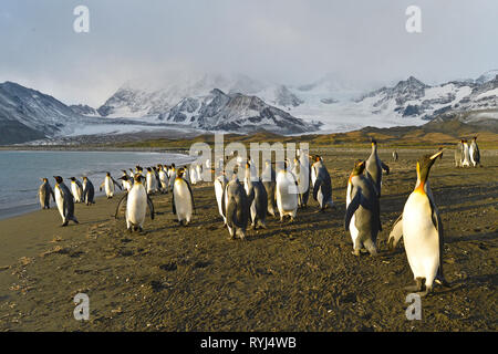 King penguins (Aptenodytes patagonicus), group on South Georgia Island, Antarctic Stock Photo