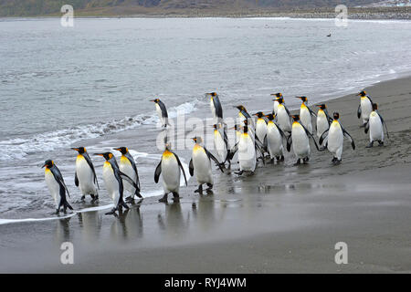 King penguins (Aptenodytes patagonicus), at beach, South Georgia Island, Antarctic Stock Photo