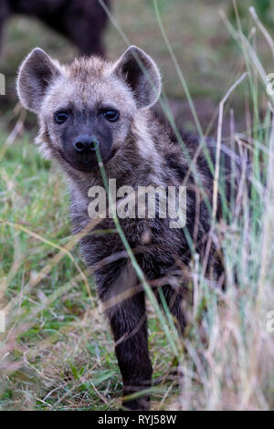 Spotted Hyena cub in grasslands, Kenya Africa Stock Photo