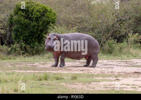 Common Hippopotamus, Kenya Africa Stock Photo