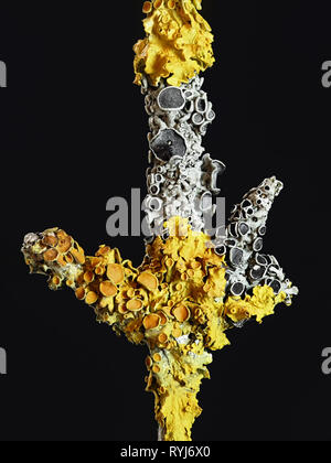 Common orange shore lichen, Xanthoria parietina, and hoary rosette lichen, Physcia aipolia